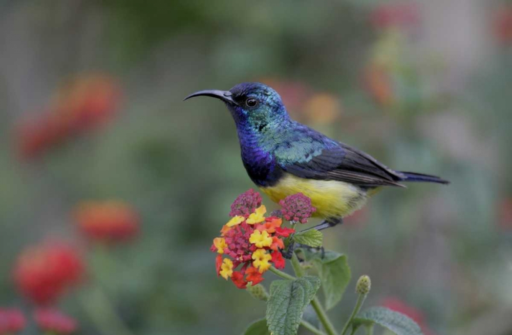 Kenya, Lake Naivasha Variable sunbird on flowers
